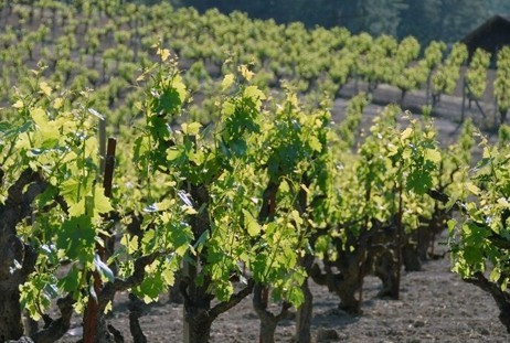 rows of grapes in a vineyard