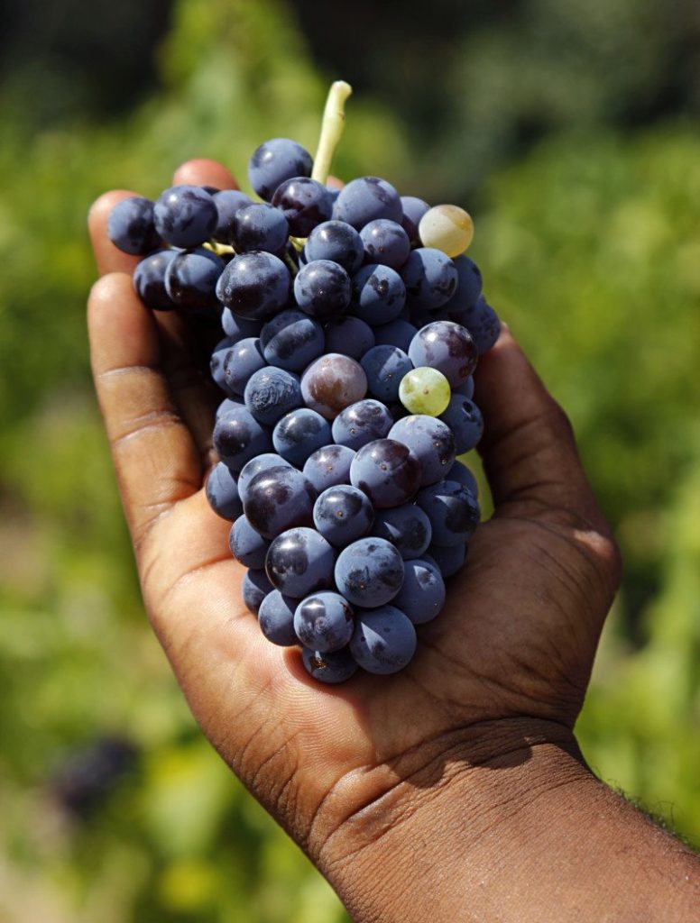 wine grapes
