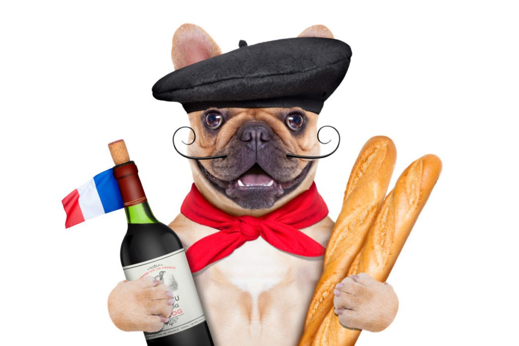 french bulldog with red wine and baguette and french beret hat, isolated on white background