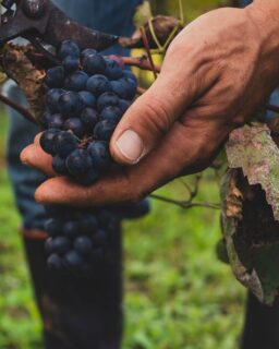 Did you know that the same grape varietal can taste completely different depending on where it’s grown? We’re mapping out the essential takeaway info on how five popular grapes change when grown in cool versus warm climates!☀️❄️🍇

Visit our RJS blog Craft & Cork to read the differences! 🔗 Link in bio

#RJSCraftWine #WineFacts #RedWine #WhiteWine #CraftWine #CraftandCork #WineMaking