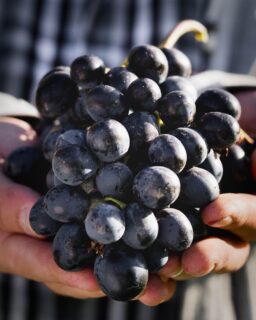 Pinot Noir Day is approaching! Head on over to our blog, Craft & Cork, to learn more about this elegant red known as the Heartbreak Grape. 🍇 🍷

Visit our RJS blog, Craft & Cork, to learn more! 🔗 Link in bio

#RJSCraftWine #WineFacts #RedWine #PinotNoir #CraftWine #CraftandCork #WineMaking #CanadianOwned #ProudlyCanadian #SupportLocal